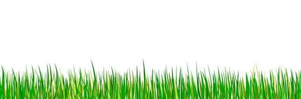 Green seamless grass border. Spring forest meadow isolated on white background. Summer landscape. vector