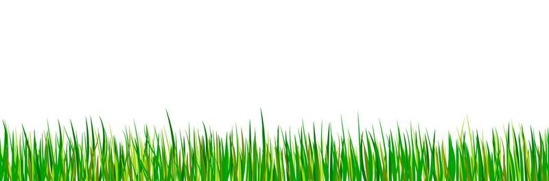 Green seamless grass border. Spring forest meadow isolated on white background. Summer landscape.