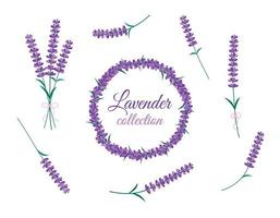 Lavender flowers isolated set. Vector collection of blooming Lavender flowers. Bouquet, round frame and design floral elements on white backround