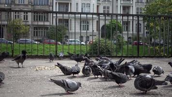 Pigeons mangeant des miettes de pain dans la ville de Wroclaw - Pologne video