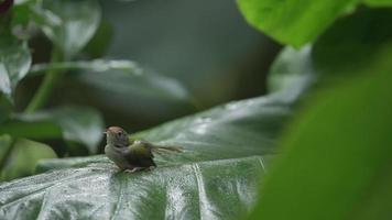 toma en cámara lenta de un pequeño pájaro sastre común jugando agua de lluvia sobre una hoja verde natural, uso de fondo de bosque tropical para la escena natural de la vida silvestre de los animales en la naturaleza video