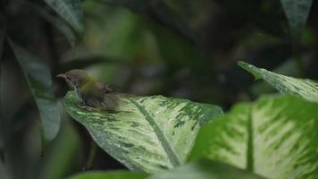 colpo al rallentatore di piccolo uccello sarto comune che gioca pioggia goccia d'acqua su una foglia verde naturale, uso di sfondo foresta tropicale per scena naturale di animali fauna selvatica in natura video