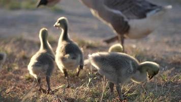 slowmotion-bild av gåsling och flock gäss på gården, babygäss som går på marken med soluppgången på morgonen, nytt djurlivskoncept video