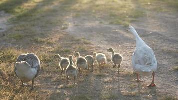 Zeitlupenaufnahme von Gänseküken und Gänseschwarm auf dem Bauernhof, Gänsebabys, die morgens bei Sonnenaufgang auf dem Boden laufen, neues Tierlebenskonzept video