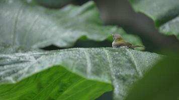 colpo al rallentatore di piccolo uccello sarto comune che gioca pioggia goccia d'acqua su una foglia verde naturale, uso di sfondo foresta tropicale per scena naturale di animali fauna selvatica in natura