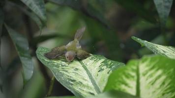 slow-motion shot of small bird Common Tailorbird playing rain drop water over a natural green leaf, tropical forest background use for nature scene of animals wildlife in nature video