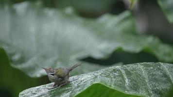 Zeitlupenaufnahme eines kleinen Vogels, der gemeinen Tailorbird spielt, der Regentropfenwasser über einem natürlichen grünen Blatt spielt, tropischer Waldhintergrund, der für die Naturszene von Tieren und Wildtieren in der Natur verwendet wird video