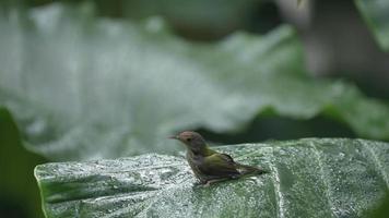 slow-motion shot van kleine vogel gemeenschappelijke tailorbird die regendruppel water speelt over een natuurlijk groen blad, tropisch bos achtergrondgebruik voor natuurscène van dieren dieren in het wild in de natuur