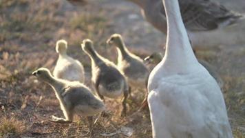 slow-motion shot of gosling and flock of geese on farm, baby geese walking on the ground with sunrise in the morning, new animals life concept