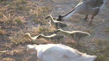 Zeitlupenaufnahme von Gänseküken und Gänseschwarm auf dem Bauernhof, Gänsebabys, die morgens bei Sonnenaufgang auf dem Boden laufen, neues Tierlebenskonzept video