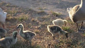 tiro em câmera lenta de ganso e bando de gansos na fazenda, gansos de bebê andando no chão com o nascer do sol da manhã, novo conceito de vida de animais video