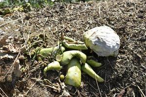 Garbage pile of vegetable leftovers and grass in the garden photo