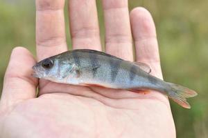 pequeña perca de río en la mano mientras pesca foto