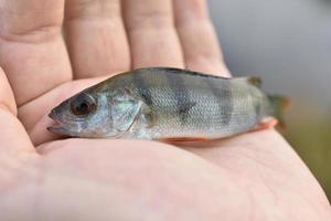 pequeña perca de río en la mano mientras pesca foto