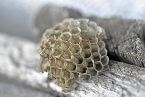 Gray abandoned wasp nest close up in summer photo