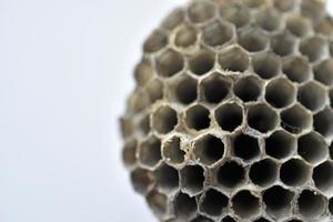 Gray abandoned wasp nest close up in summer photo