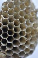 Gray abandoned wasp nest close up in summer photo