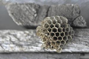 Gray abandoned wasp nest close up in summer photo
