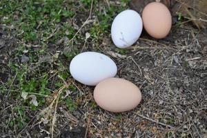 Red and white chicken eggs on the ground at the farm photo