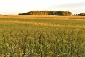 Summer rural field with sowing trees and summer sun photo