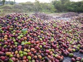 cereza de café en la finca de café foto