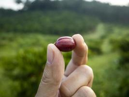 coffee cherry at coffee farm photo