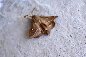 Siberian silkworm dendrolimus sibiricus is a species of Lepidoptera from the cocoon-moth family photo