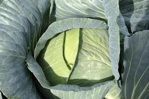 White cabbage close-up in the summer in the garden photo