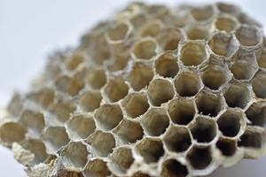 Gray abandoned wasp nest close up in summer photo