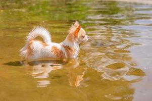 A puppy of the Chihuahua breed of white and red color stands in the river and looks into distance. photo