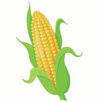Vector illustration of sweet golden corn. An ear of corn. Icon. Farming. A design element.