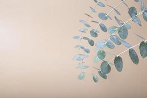 Eucalyptus leaves on a colored background. Blue green leaves on branches for abstract natural background or poster photo