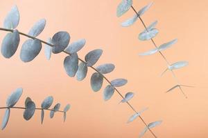 Eucalyptus leaves on a colored background. Blue green leaves on branches for abstract natural background or poster photo