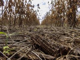 siembra de soja en labranza cero en cáscara de maíz, en brasil foto