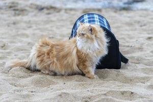 Portrait of a red cat on the sand near a portable bag. photo
