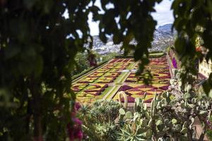 funchal, portugal, 13 de febrero de 2020 - detalle del jardín botánico de madeira en fuchal, portugal. jardín abierto al público en 1960 y tiene más de 345.000 visitantes al año. foto