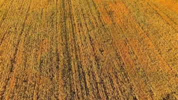 Fields of wheat at the end of summer fully ripe photo