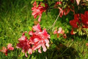 Rhododendron branches with pink flowers on blurred green background. photo