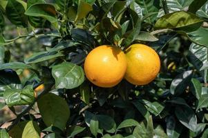 The golden oranges in the orchard ripened on a sunny day photo