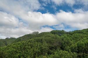 Orchard forest under blue sky and white clouds photo