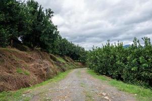 A road in the grapefruit orchard leads to the distance, next to a whole row of green grapefruit trees photo