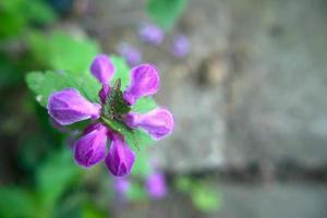 The petals of an open violet forest flower in spring. Close-up floral background with copy space photo