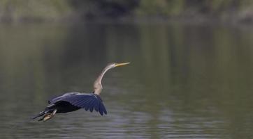 Oriental Darter or Indian snake bird flying over water body. photo