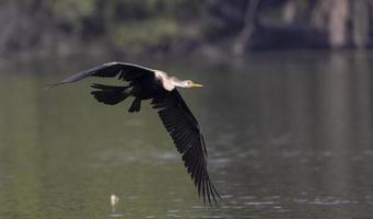 Oriental Darter or Indian snake bird flying over water body. photo