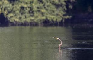 dardo oriental o pájaro serpiente indio atrapando peces en el cuerpo de agua. foto