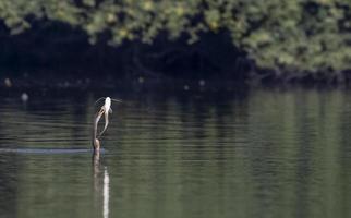 dardo oriental o pájaro serpiente indio atrapando peces en el cuerpo de agua. foto