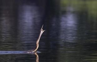 dardo oriental o pájaro serpiente indio atrapando peces en el cuerpo de agua. foto