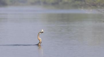 dardo oriental o pájaro serpiente indio atrapando peces en el cuerpo de agua. foto