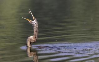 Oriental Darter or Indian snake bird catching fish at the water body. photo