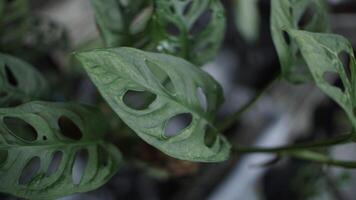 A closeup of the mini monstera. photo